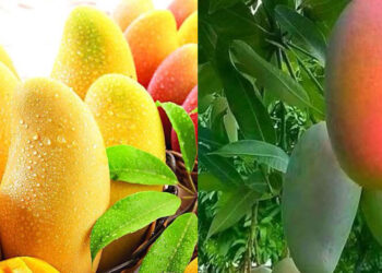 मुग़ालते में न रहिए, डायबिटीज़ वाले भी खा सकते हैं आम