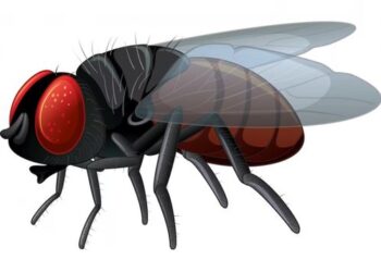 घरेलू मक्खी: लीलाधर मंडलोई की कविता