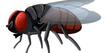 घरेलू मक्खी: लीलाधर मंडलोई की कविता