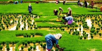 Women-farmers-of-India